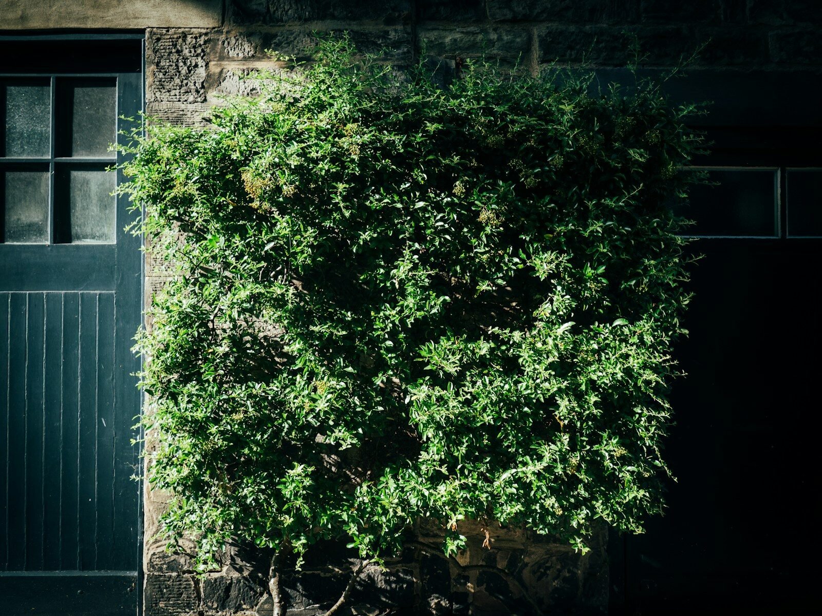 green plant near white wooden window